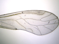 Enderleinella obsoleta